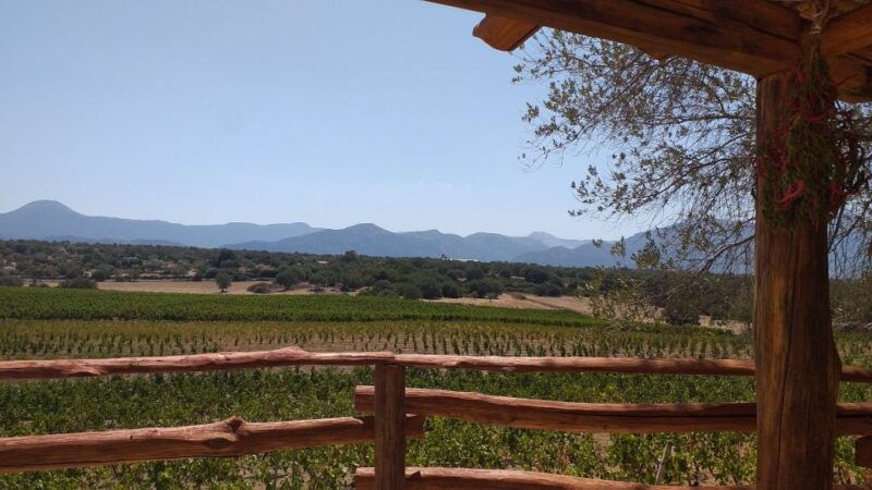sardinia-dorgali-winery-tour-with-tasting-and-local-guide