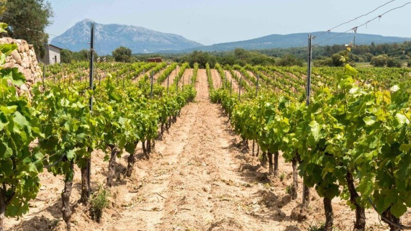 sardinia-dorgali-winery-tour-with-tasting-and-local-guide