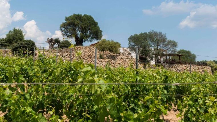 sardinia-dorgali-winery-tour-with-tasting-and-local-guide