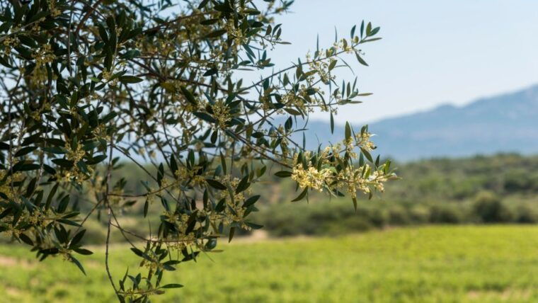 sardinia-dorgali-winery-tour-with-tasting-and-local-guide