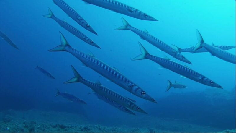 sardinia-la-maddalena-archipelago-first-dive-experience