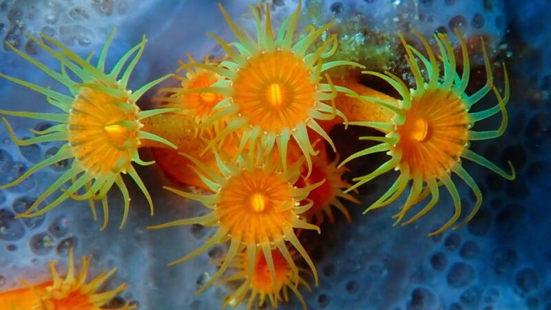 sardinia-la-maddalena-archipelago-first-dive-experience