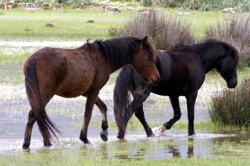 Sardinia: Su Nuraxi di Barumini and Giara di Gesturi Tour - Discover Sardinia’s Hidden Treasures on the Su Nuraxi di Barumini and Giara di Gesturi Tour