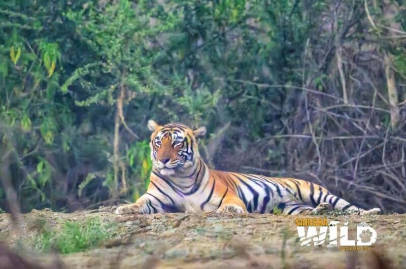 Sariska : Online Safari Booking, Bala Quila Safari - Key Points