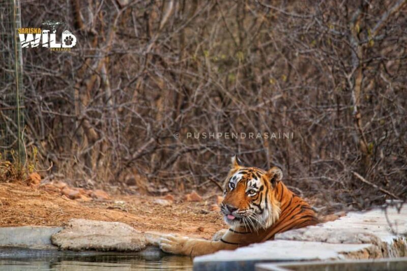 Sariska : Online Safari Booking, Bala Quila Safari - The Parks Zones and Gates