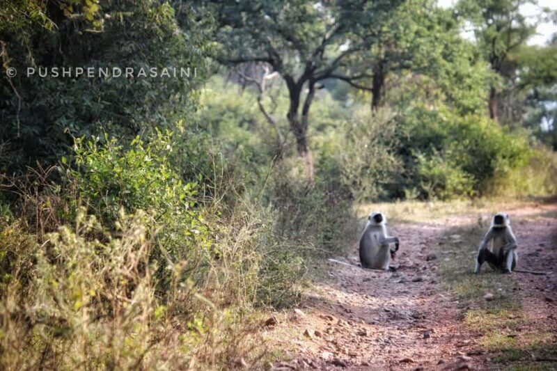 Sariska : Online Safari Booking, Bala Quila Safari - The Experience on the Ground
