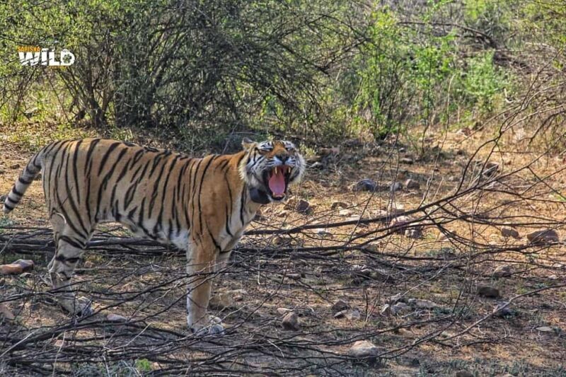 Sariska : Online Safari Booking, Bala Quila Safari - The Sum Up