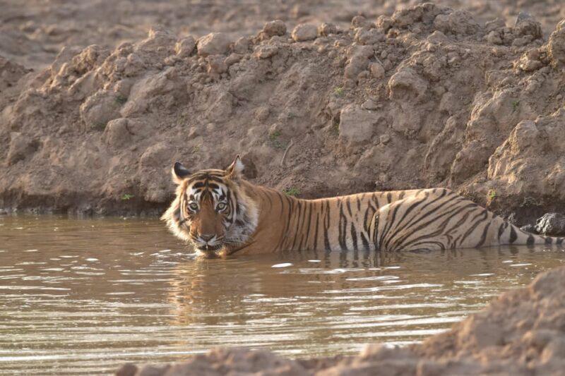 Sariska : Private Guided Tiger Safari in Gypsy - Experience the Wild with a Private Guided Tiger Safari in Sariska