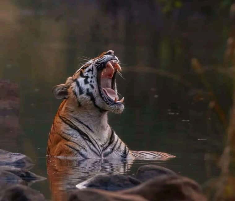 Sariska Tiger Reserve: Gypsy & Canter jungle Safari Transfer - Key Points