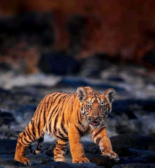 Sariska Tiger Reserve: Gypsy & Canter jungle Safari Transfer - Exploring Sariska Tiger Reserve: what to expect