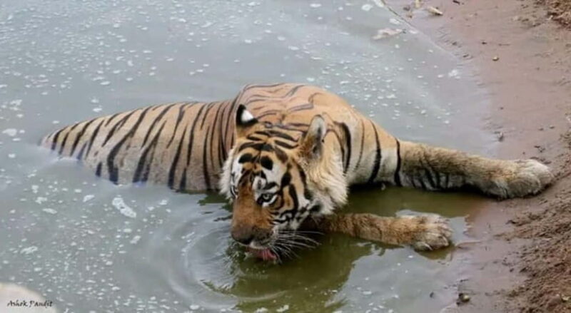 Sariska Tiger Reserve: Gypsy & Canter jungle Safari Transfer - FAQ