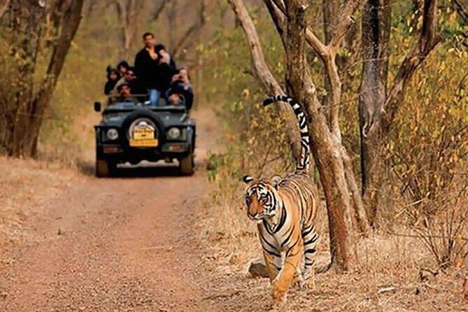 Sariska Tiger Reserve Safari Tickets (Skip The Line) - The Sum Up