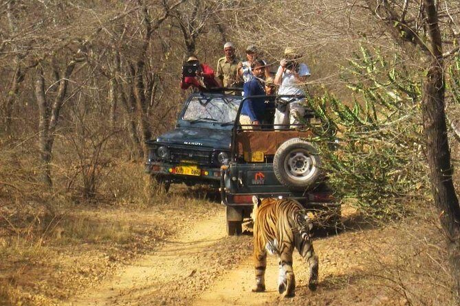 Sariska Tiger Reserve Safari Tickets (Skip The Line) - FAQ