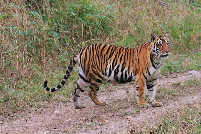 Sariska Tiger Reserve Tour Of India - Key Points