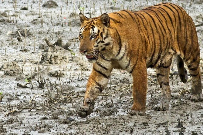 Sariska Tiger Reserve Tour Of India - An Overview of the Tour Experience