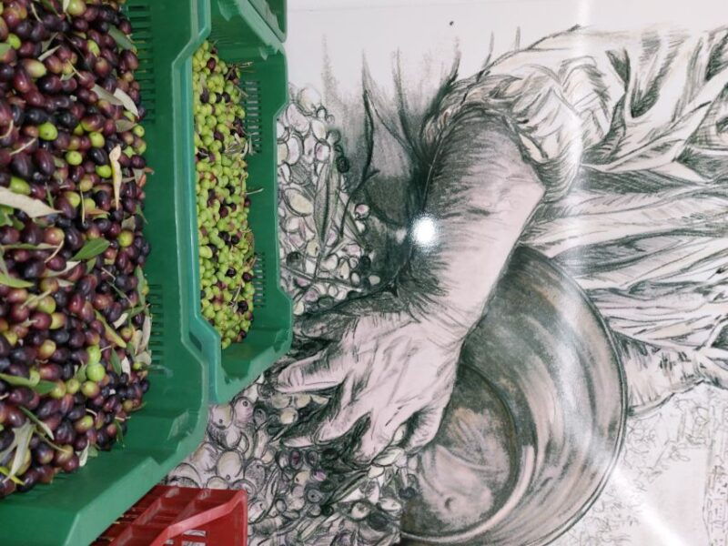 sarteano-visit-to-the-mill-and-oil-tasting