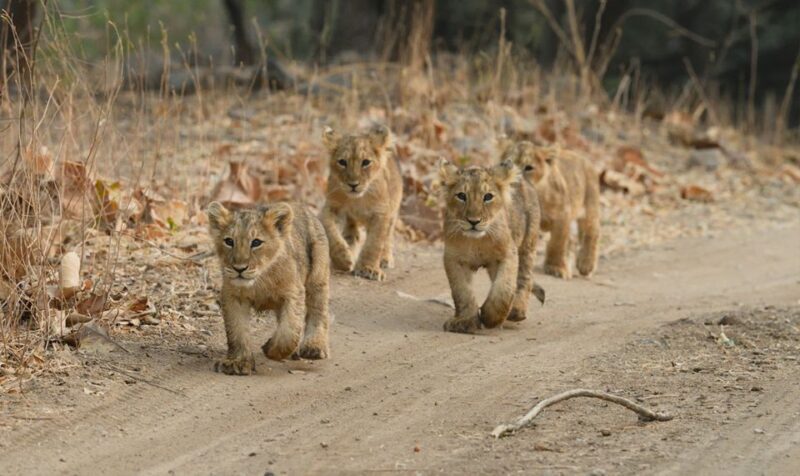 Sasan Gir: Devalia Park Safari with Skip-the-Line Access - Key Points