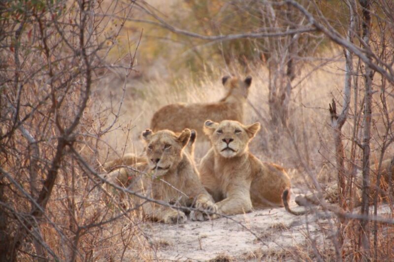 Sasan Gir: Devalia Park Safari with Skip-the-Line Access - Who Should Consider This Tour?