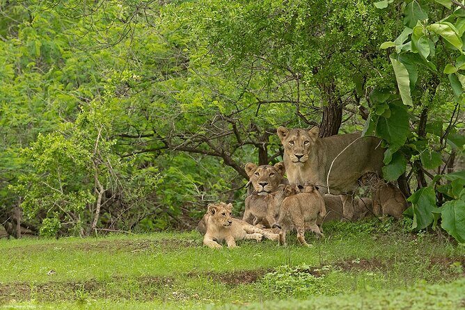 Sasan Gir Skip-the-Line Weekend Tour Package for 1 Night / 2 Days - Key Points