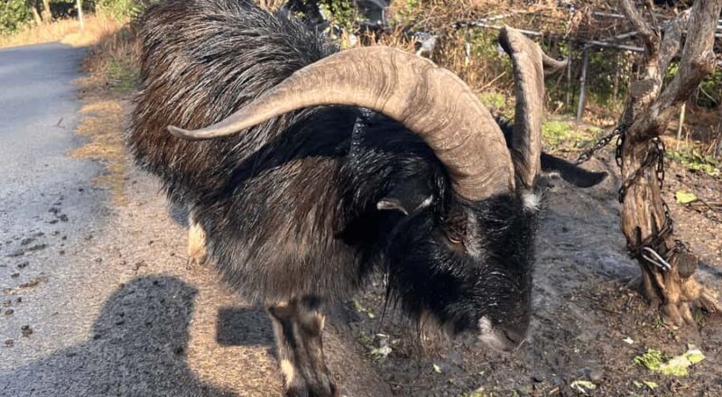 Sasebo: Farmhouse Visit with Goats, Tea, and Lunch - Key Points