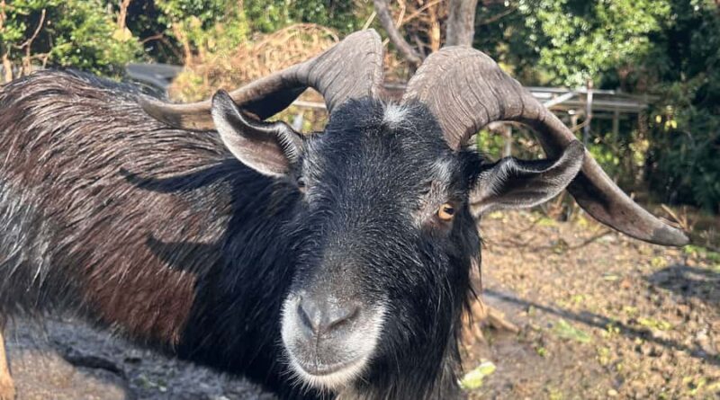 Sasebo: Farmhouse Visit with Goats, Tea, and Lunch - Discovering Sasebos Countryside Charm