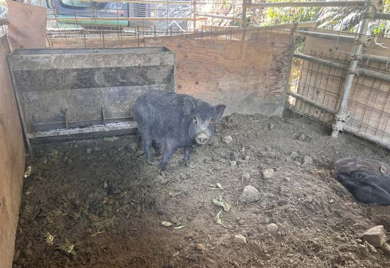 Sasebo: Farmhouse Visit with Goats, Tea, and Lunch - FAQs