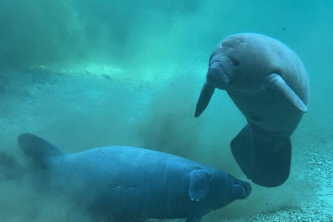 sassys-silver-springs-kayak-and-paddleboard-tours-2