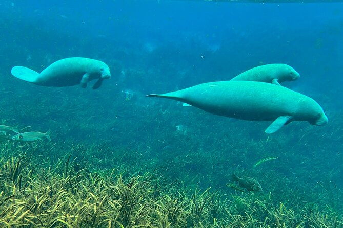 sassys-silver-springs-kayak-and-paddleboard-tours