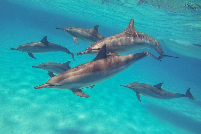 Sataya Dolphin House Boat Trip in Marsa Alam - Key Points