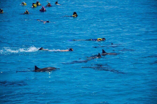 Sataya Dolphin House Boat Trip in Marsa Alam - The Sum Up: Is It Worth It?