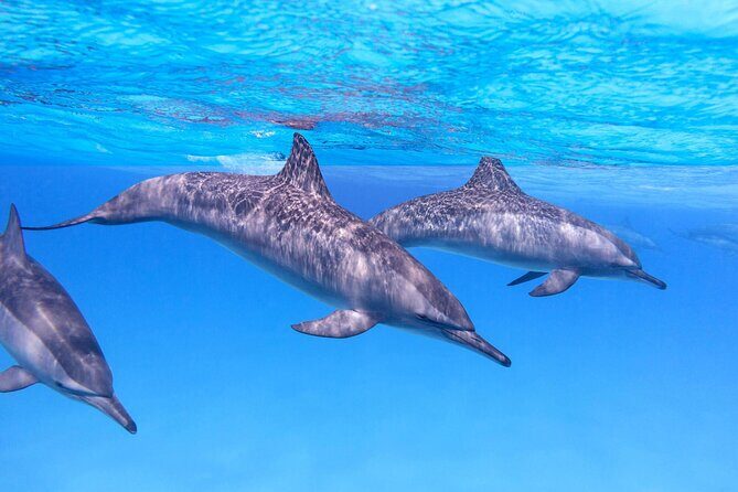 Sataya Dolphin House Boat Trip in Marsa Alam - FAQ