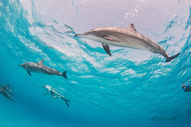 Sataya overnight - Exploring the Sataya Overnight Tour: A Red Sea Adventure Worth Considering