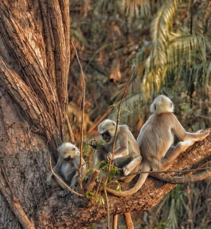 Sauraha: Jungle Walk with Local Guide in Bufferzone - In-Depth Breakdown of the Tour