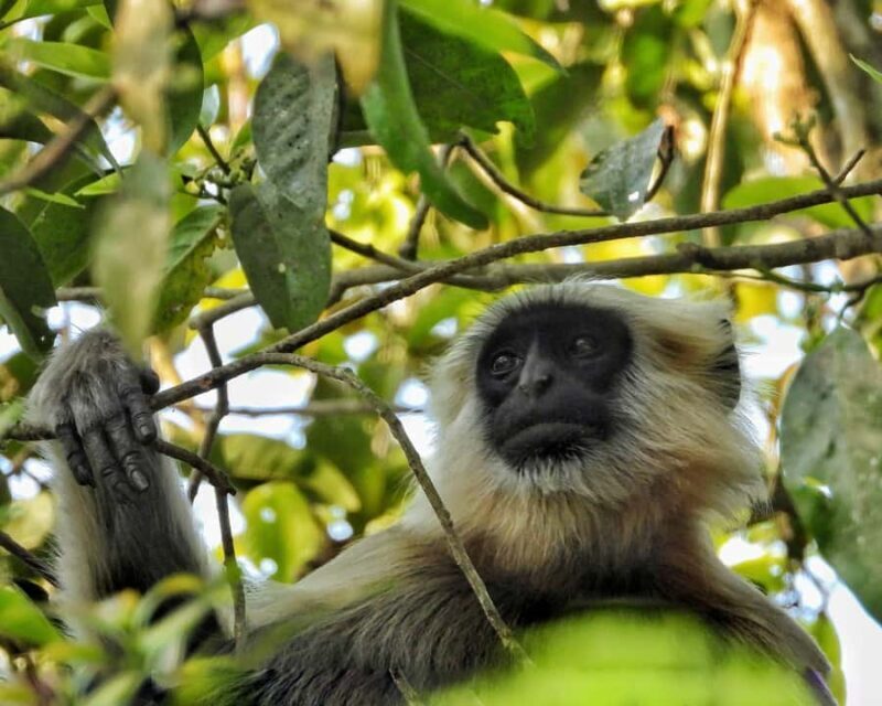 Sauraha: Jungle Walk with Local Guide in Bufferzone - The Practical Details