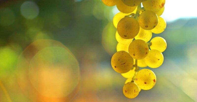 sauternes-sweet-wine-from-bordeaux