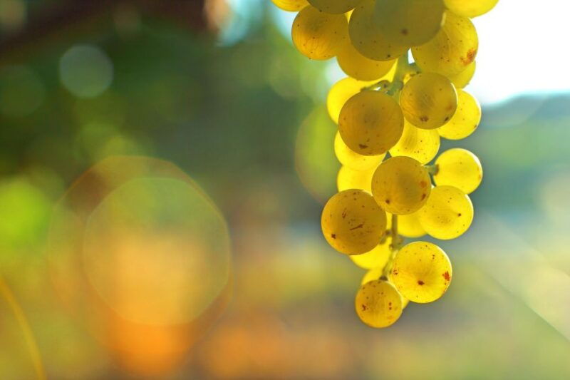 sauternes-sweet-wine-from-bordeaux
