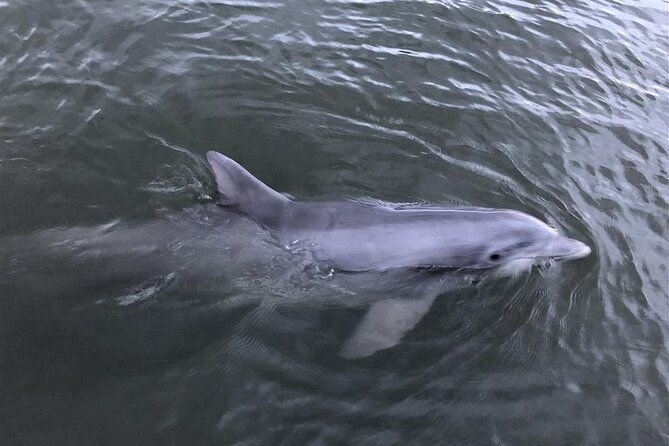 savannah-coastal-dolphin-eco-tour