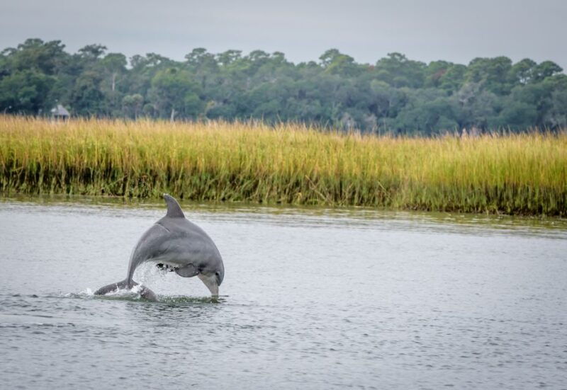 savannah-dolphin-spotting-and-wildlife-eco-cruise