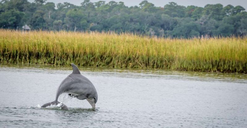 savannah-dolphin-spotting-and-wildlife-eco-cruise
