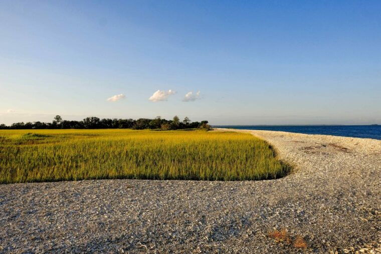 savannah-dolphin-spotting-and-wildlife-eco-cruise