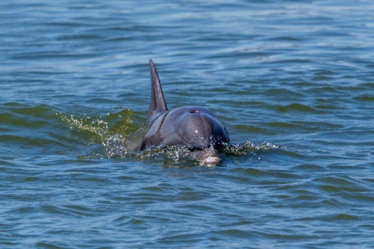 savannah-dolphin-spotting-and-wildlife-eco-cruise