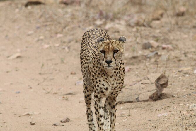 Savannah Escape & Active Culture Tour - A Closer Look at the Tour Experience