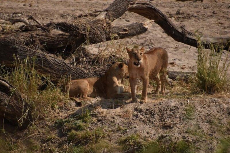 Savannah Explorer Big Five - The Real Value of the Savannah Explorer Big Five