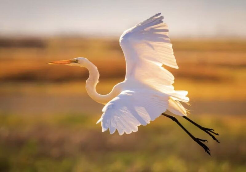 savannah-sunset-dolphin-watching-eco-tour-by-boat