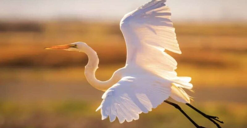 savannah-sunset-dolphin-watching-eco-tour-by-boat