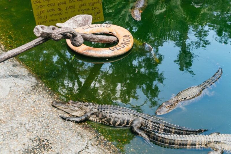savannah-tybee-island-dolphin-tour