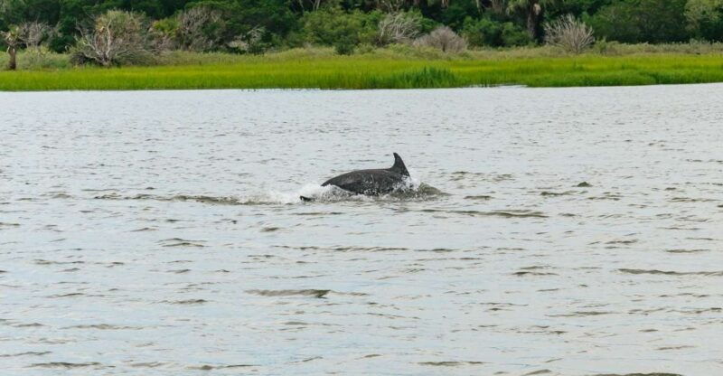 savannah-tybee-island-dolphin-tour