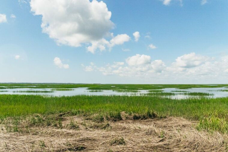 savannah-tybee-island-dolphin-tour