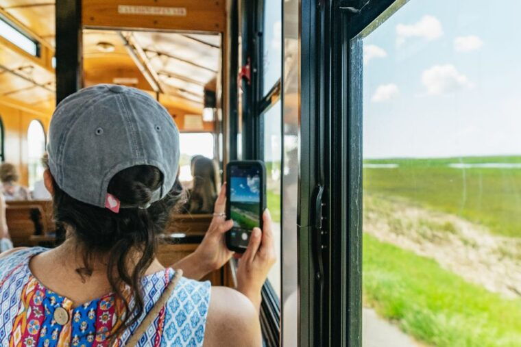 savannah-tybee-island-dolphin-tour