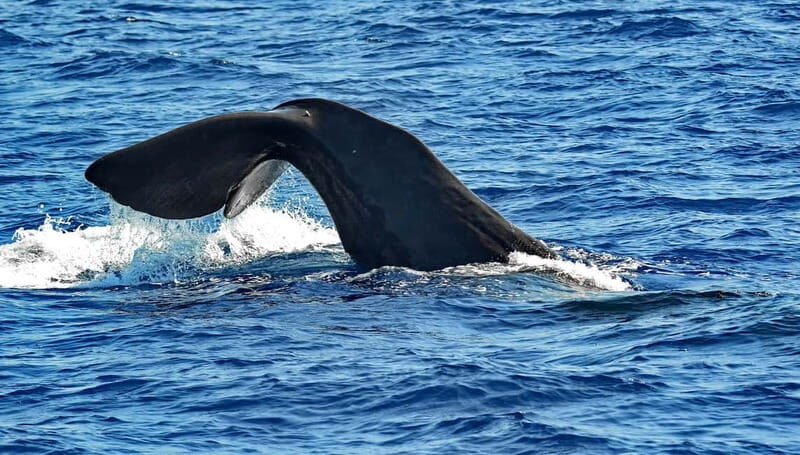 Savona: Pelagos Sanctuary Guided Cetacean Watching Tour - Price and Overall Value